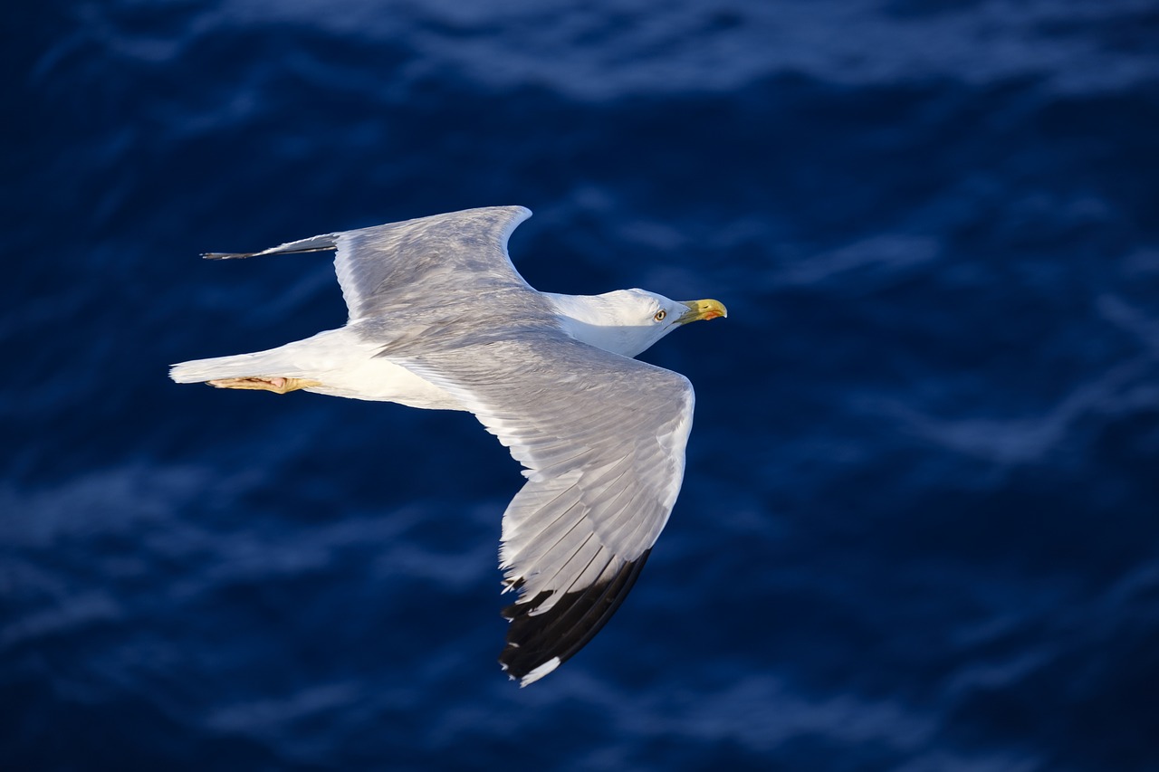 white seagull flying over blue water